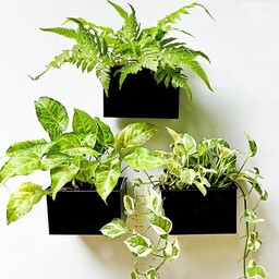 LaLaGreen Doniczka ścienna 3 sztuki, 15 cm