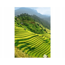 50x70cm Pola ryżowe Mu Cang Chai obraz pion