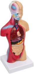 Anatomiczny Model Ciała 28 cm