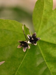 Kolczyki srebrne z Dzwoneczkami szarymi