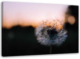 Obraz na płótnie, Dmuchawiec i zachód słońca 90x60