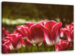 Obraz na płótnie, Kwitnące tulipany 60x40