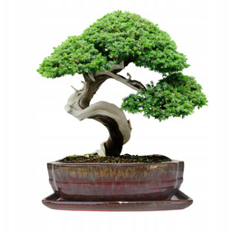Donica Do Bonsai Z Podstawką Ceramiczna Szkliwiona Czerwona