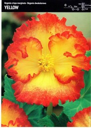 Begonia Bulwiasta ''Yellow'' Dwukolorowa 3 szt.