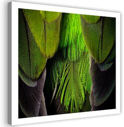Obraz na płótnie, Pióra Ptaki Zielony Natura 30x30