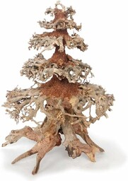 Croci Drewno Orientalne Wiatr 8 Średni 1 Liczba