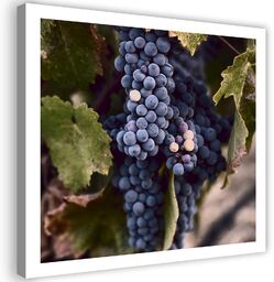 Obraz na płótnie, Ciemne winogrona 30x30