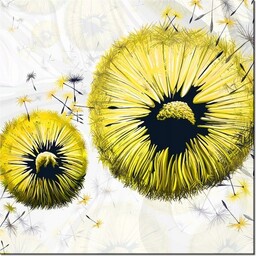 50cm 50cm obraz Żółte dmuchawce druk płótno