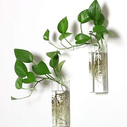 PACDONA 2 sztuki wiszących doniczek ściennych szklane terrarium