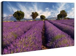 Pola Lawendy. Prowansja. Francja - obraz na płótnie