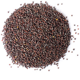 Gorczyca czarna ziarno 100g