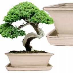Donica Do Bonsai Z Podstawką Ceramiczna Szkliwiona Kremowa
