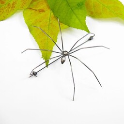 Pająk Kosarz - broszka srebrna