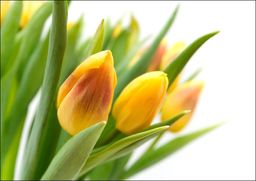 Żółte Tulipany - plakat Wymiar do wyboru: 30x20
