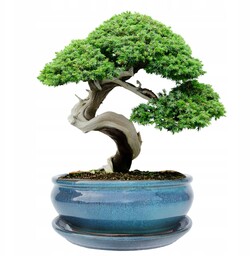 Donica bonsai z podstawką ceramiczna szkliwiona turkusowa H:10x20,8x25,5cm