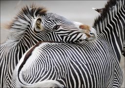 Zebra - plakat Wymiar do wyboru: 70x50 cm