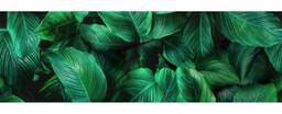 Płytka ścienna inserto Alfa-Cer szklana NEXT FICUS A
