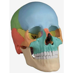 Czaszka osteopatyczna Erler Zimmer - wersja dydaktyczna, 22