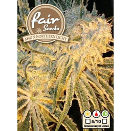 AK47 x Northern Light - 10 feminizowanych nasion