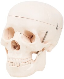 Model anatomiczny 3D - czaszka ludzka - wysoka