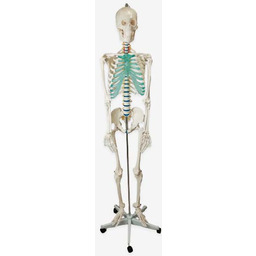 Szkielet anatomiczny człowieka Model szkieletu ludzkiego do nauki