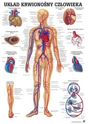 Tablica anatomiczna - Układ krwionośny człowieka