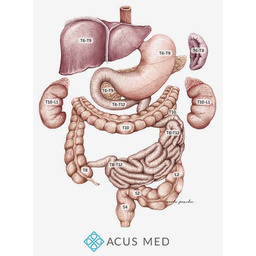 Tablica anatomiczna - układ trzewny - 68cm x