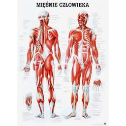 Tablica anatomiczna - Mięśnie Człowieka - nielaminowana