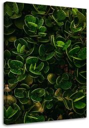 Obraz na płótnie, Egzotyczne zielone liście 40x60
