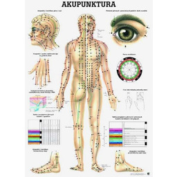 Tablica anatomiczna - Akupunktura - laminowana