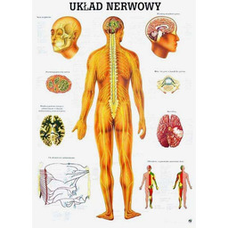 Tablica anatomiczna - Układ Nerwowy - nielaminowana