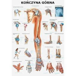 Tablica anatomiczna - Kończyna Górna - nielaminowana
