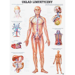 Tablica anatomiczna - Układ Limfatyczny - nielaminowana