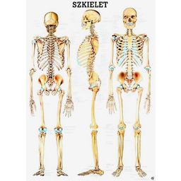 Tablica anatomiczna - Szkielet - laminowana