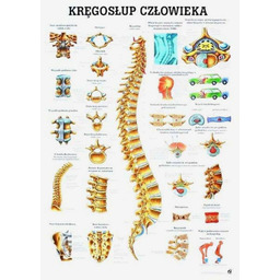 Tablica anatomiczna - Kręgosłup - laminowana