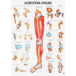 Tablica anatomiczna - Kończyna Dolna - nielaminowana