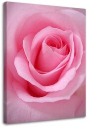 Obraz, Różowe płatki róży kwiat 40x60
