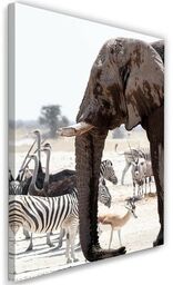 Obraz na płótnie, Zwierzęta Afryka słoń zebry strusie