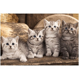 60x40cm Obraz koty brytyjskie kocięta kotki ścienna