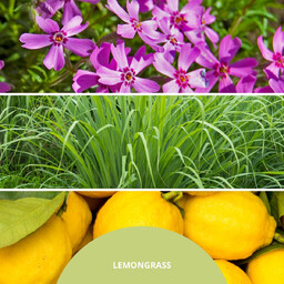 Millefiori Milano Olejek zapachowy Lemon Grass