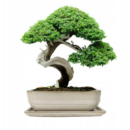Donica Do Bonsai Z Podstawką Ceramiczna Szkliwiona Kremowa