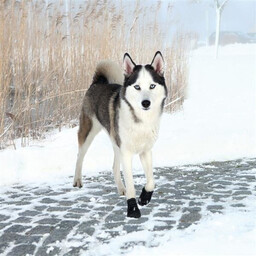 Trixie buty ochronne walker active m-l 2 szt.