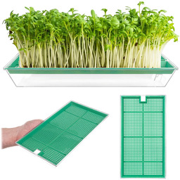 Kiełkownica Clion duża 27 x 15 cm zielona