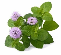 EQUIHERBS Melisa 1 kg