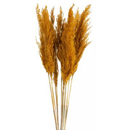 EUROFIRANY Sztuczna roślina Natu 432072 Trawa pampasowa Pomarańczowy