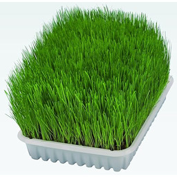 Trixie 4011905042329 Nasiona Trawy, 100 g