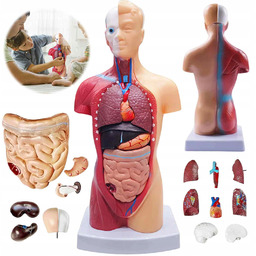 Model Anatomiczny Ludzkiego Ciała 3D Organy Wewnętrzne Edukacyjny