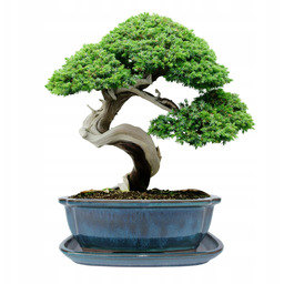 Donica bonsai z podstawką ceramiczna szkliwiona turkusowa H:10x21x26,2cm