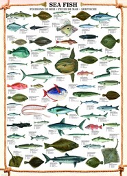 Educational Sea Fish - edukacja ryb morskich plakat