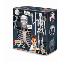 Szkielet człowieka 85 cm do samodzielnego złożenia